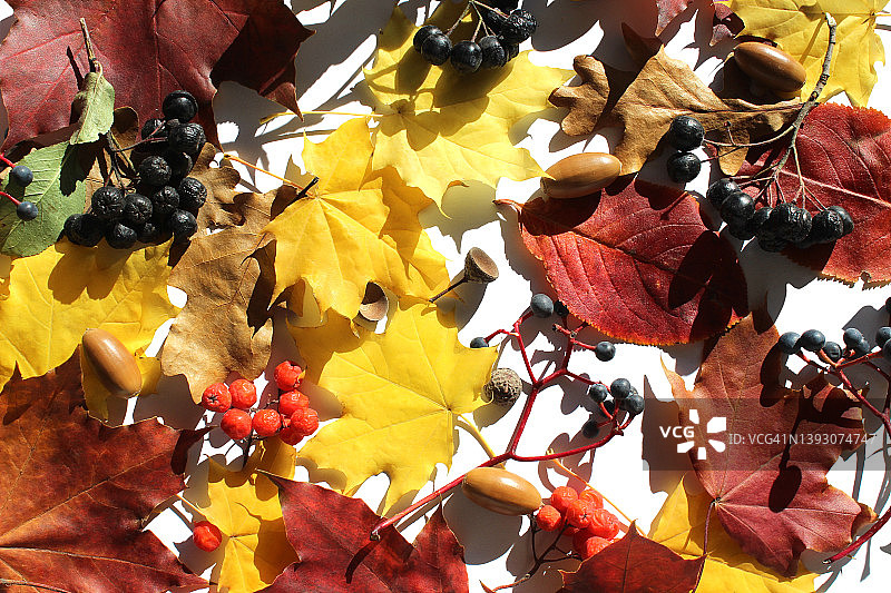 纹理来自不同的秋叶和浆果在白色的背景。图片素材