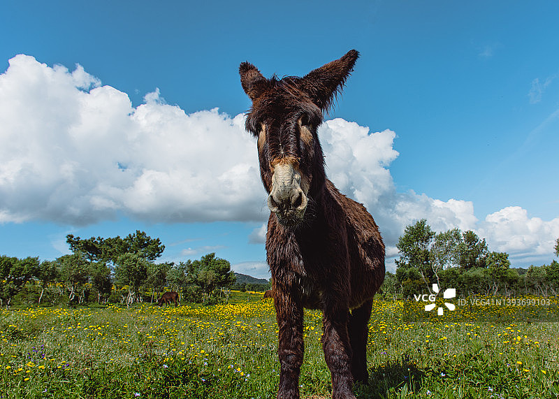 葡萄牙牧场上的驴图片素材