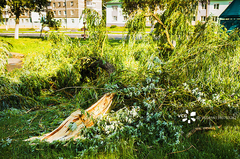 被暴风雨刮断的树躺在柏油路上。飓风在城市。龙卷风折断了绿树。气候变化图片素材