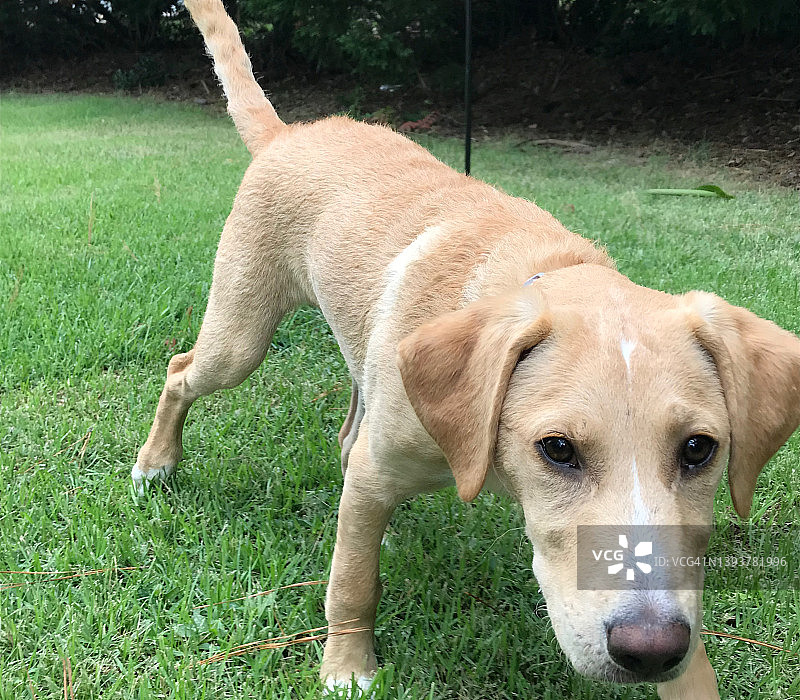 一只黄色的拉布拉多猎犬混合幼犬在草地上散步图片素材