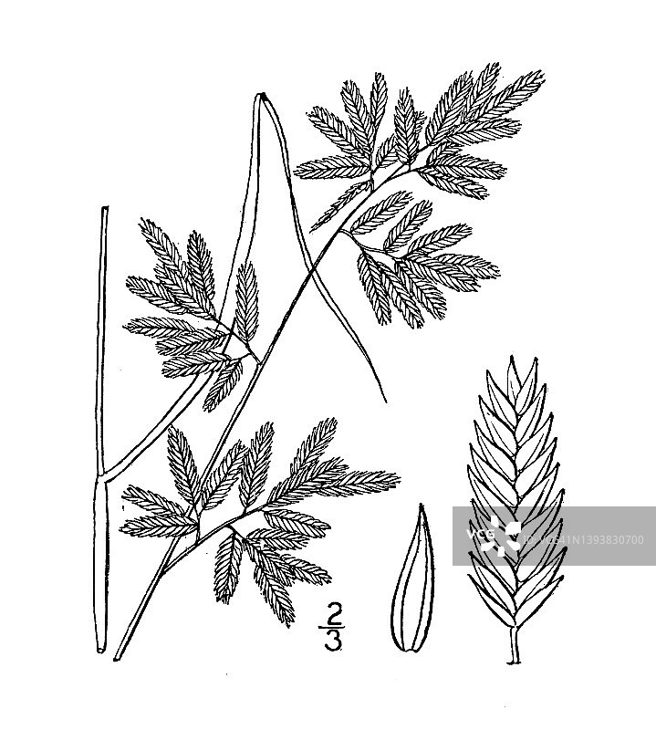 古植物学植物插图:画眉草，画眉草图片素材