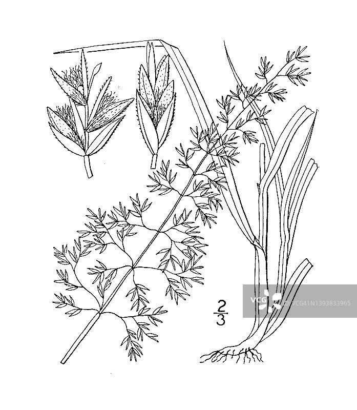 古植物学植物插图:假草原草，草原草甸图片素材