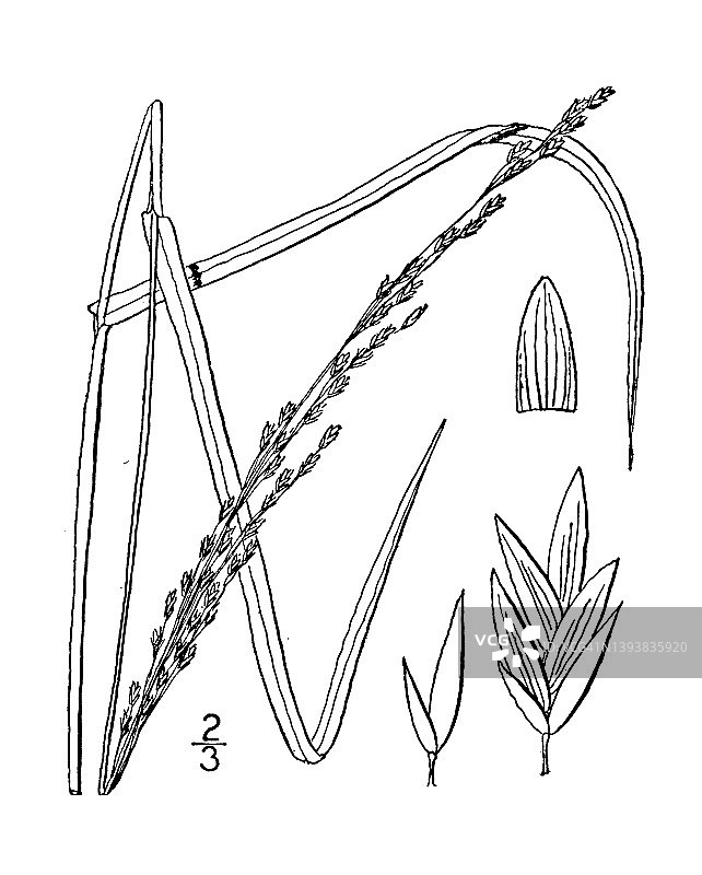 古植物学植物插图:Panicularia Elongata，长甘露草图片素材