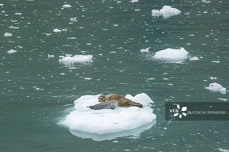 冰封的海豹图片素材