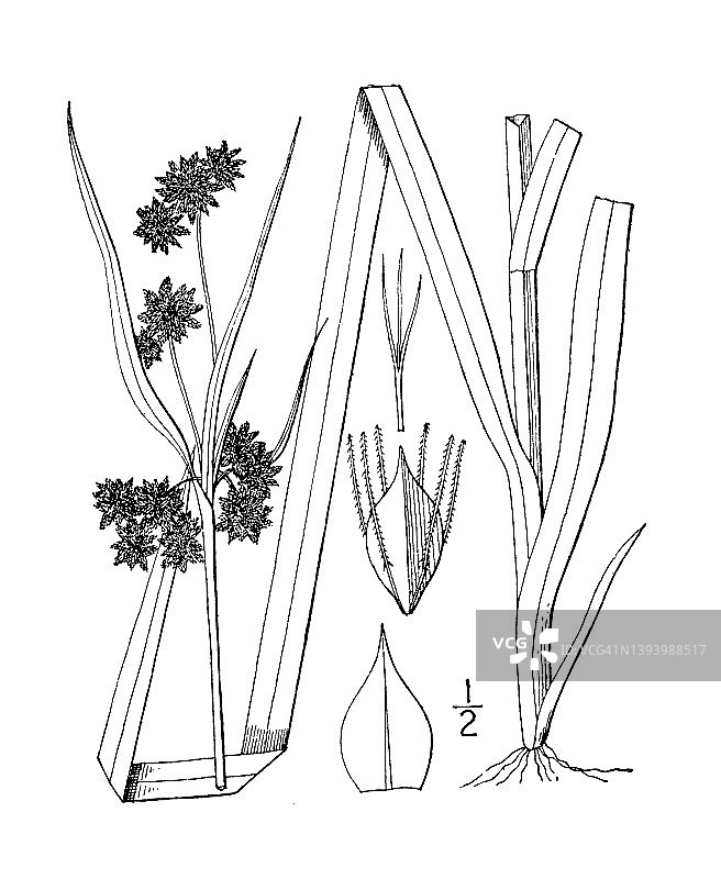 古植物学植物插图:三棱藨草、墨绿色芦苇图片素材