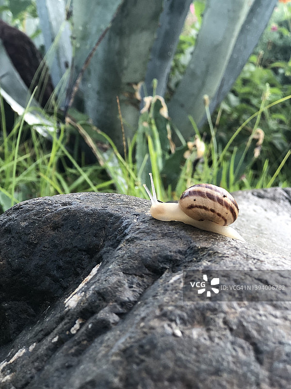 在大自然的岩石上拍摄一只蜗牛图片素材