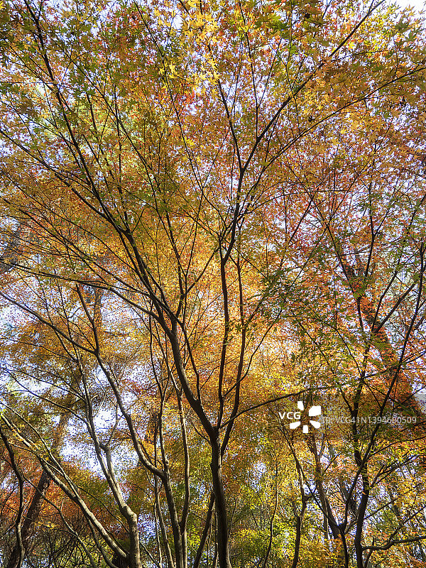 秋天艳丽的红枫形成的抽象图案图片素材