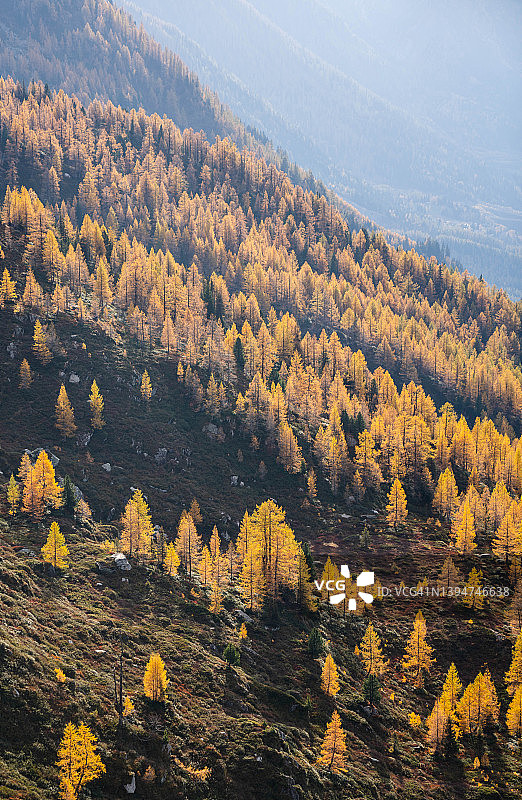 金灿灿的高山森林，秋天的景色图片素材