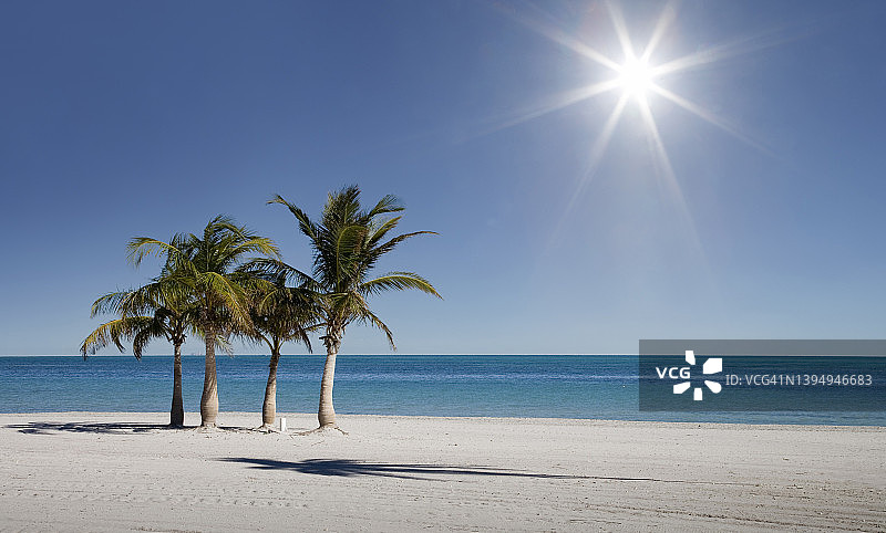 热带海滩上的椰子树图片素材
