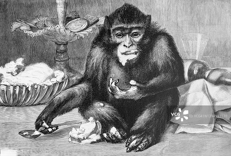 猴子在吃空的果盘图片素材