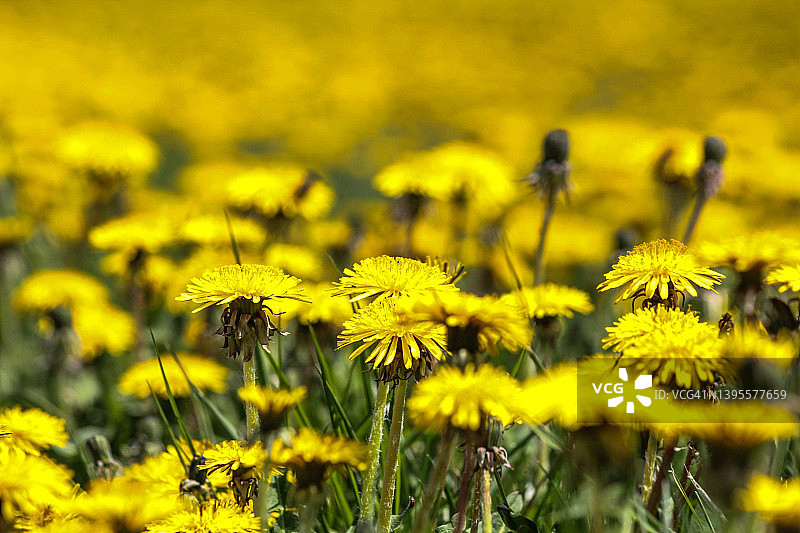 黄色的春天的花朵图片素材