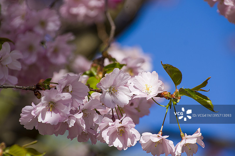 樱花盛开的粉红色花朵的特写图片素材