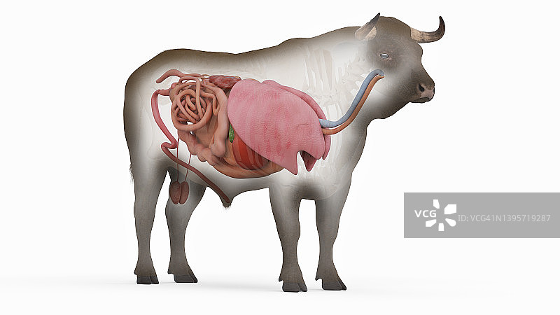 牛的器官,插图图片素材