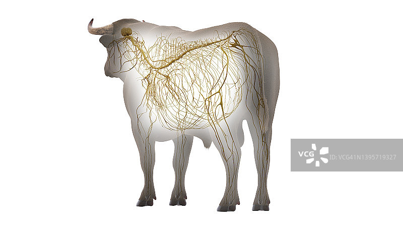 牛的神经系统，图解图片素材