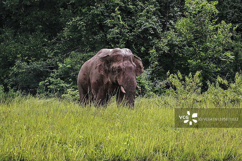 这是一种行走在草地上的大型哺乳动物图片素材