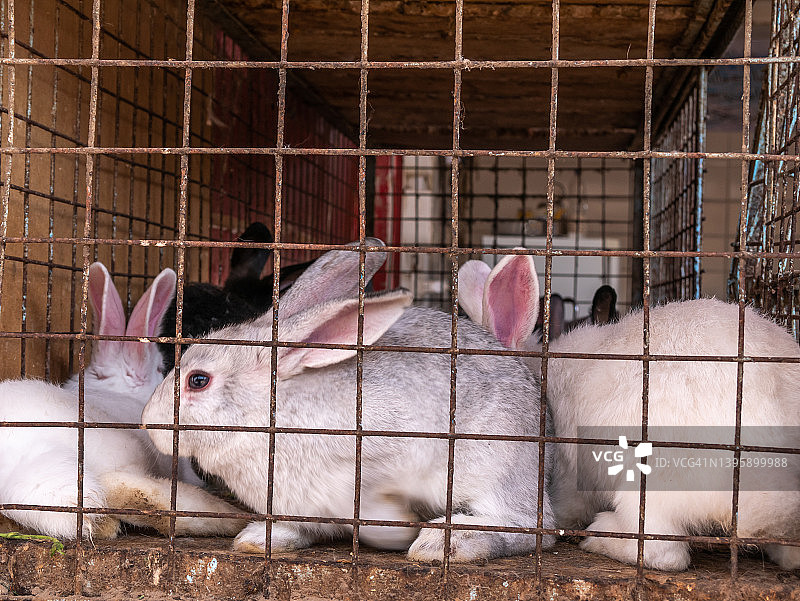 集市上有许多大大小小的兔子关在笼子里待售。图片素材