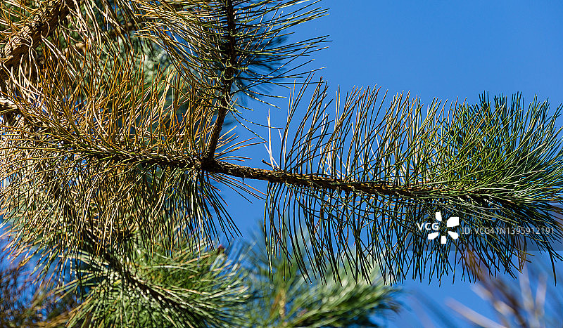 患病针奥地利松(Pinus ' Nigra ')或黑松的特写。针干，针上生锈(颜色变化)，但可能有寄生虫或Неrpotrichia疾病的影响。图片素材
