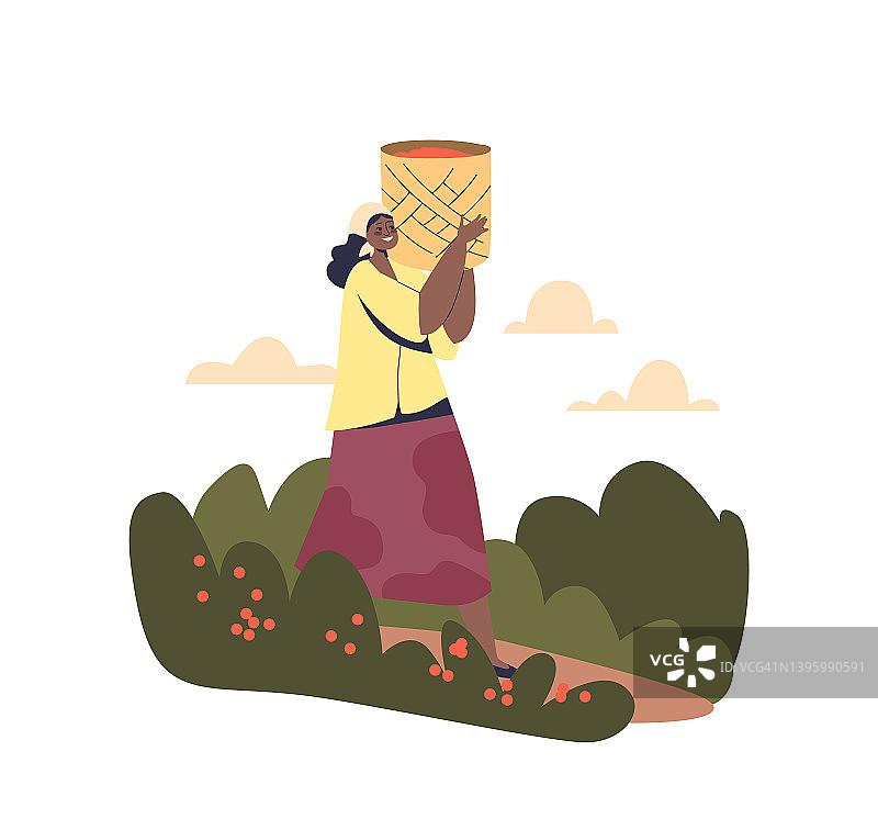 一名巴西妇女背着从种植园运来的咖啡豆。收割咖啡的农场女工图片素材
