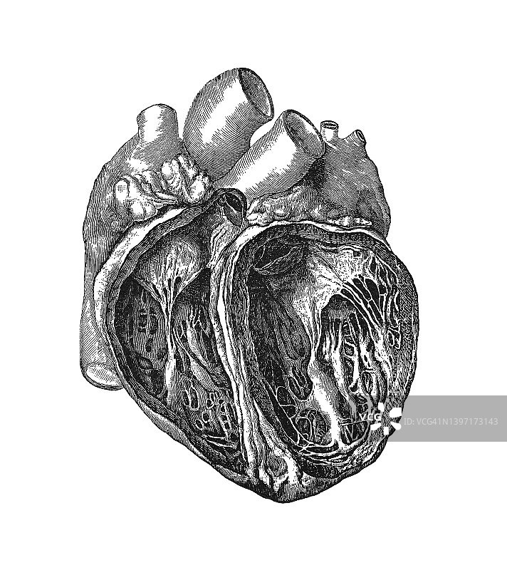 古老的雕刻插图的人体心脏解剖图片素材