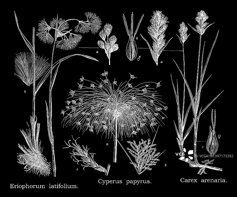 植物学古老的雕刻插图，莎草(莎草科)图片素材