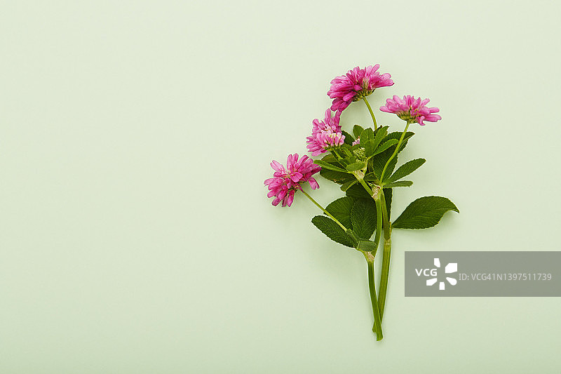一束野花在柔和的绿色背景图片素材