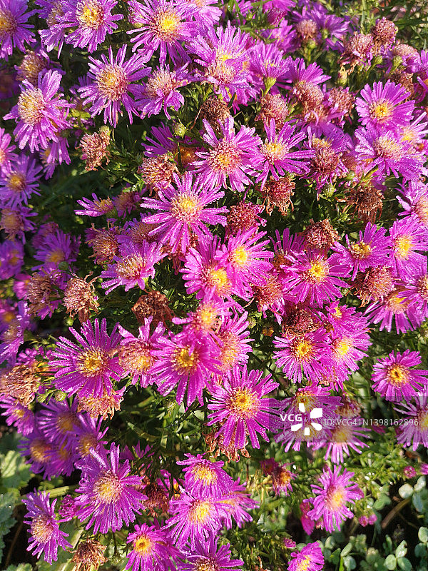 紫菀，欧洲米迦玛雏菊，菊科紫菀属多年生草本植物图片素材