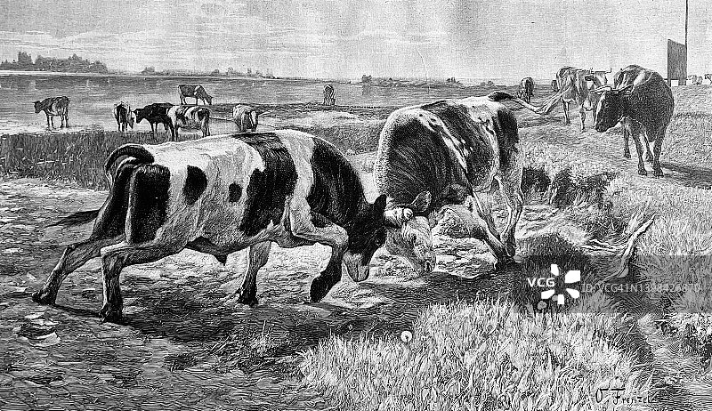 两只公牛在草地上打架图片素材