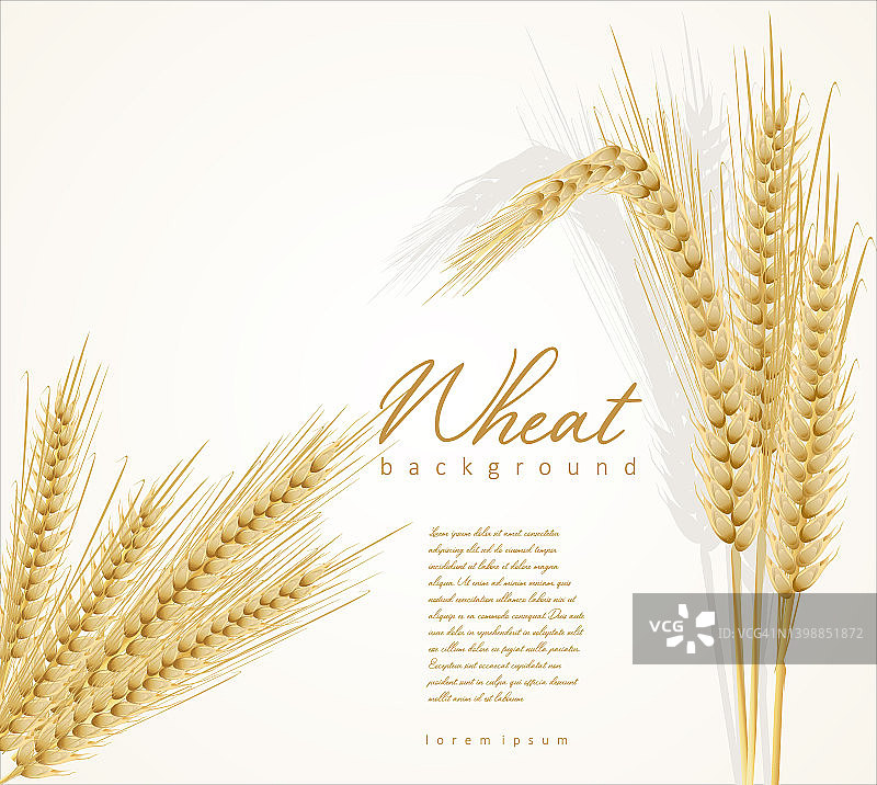 在白色背景上孤立的黄色小麦穗图片素材