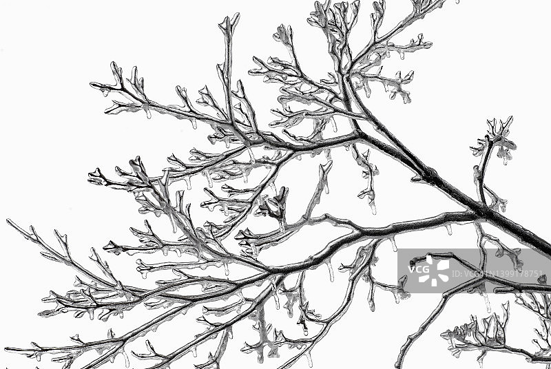 美丽的艺术被冰覆盖的树枝图片素材