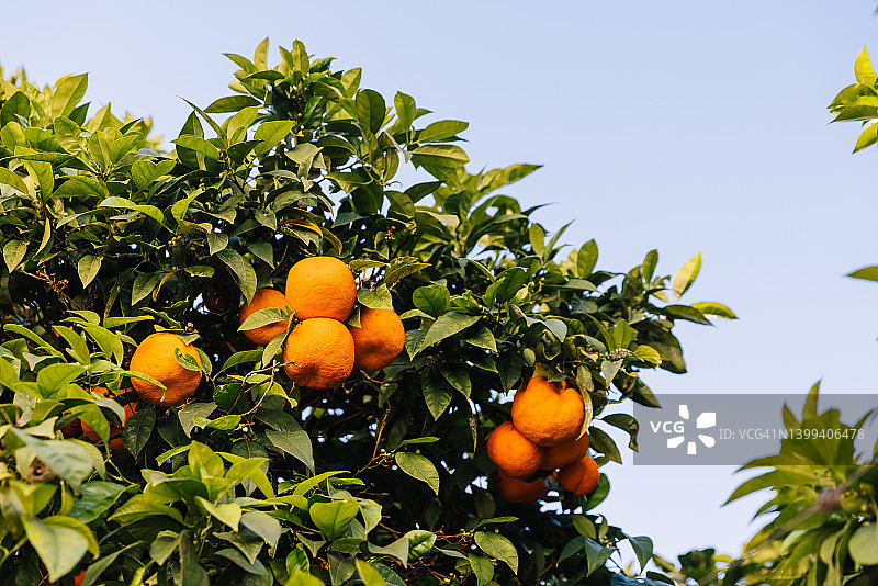 葡萄牙里斯本街头，树上长着一颗成熟的橘子图片素材