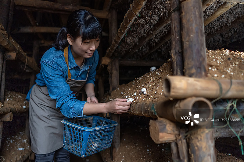一位亚洲女农民在温室里收集蘑菇图片素材