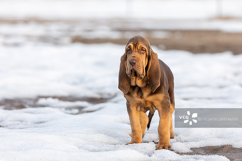 棕色的警犬小狗在散步，站在雪地里，望向别处图片素材