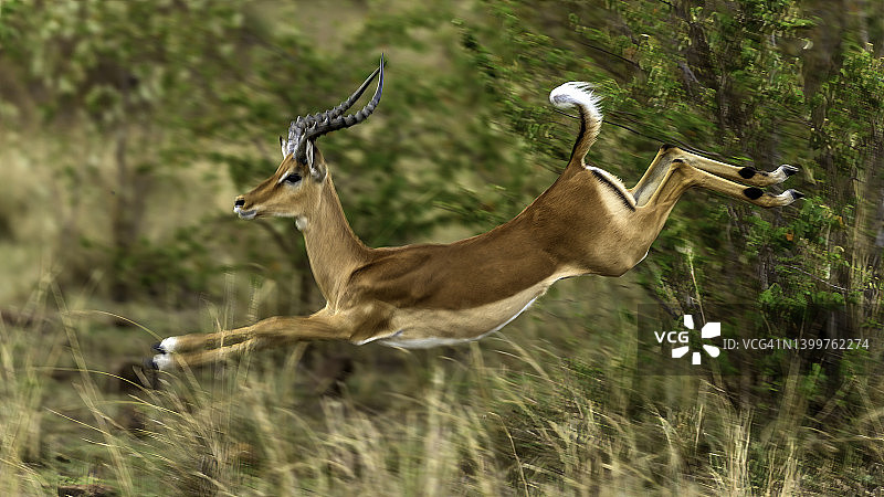 马赛马拉大草原上的雄斑羚在跳跃。图片素材