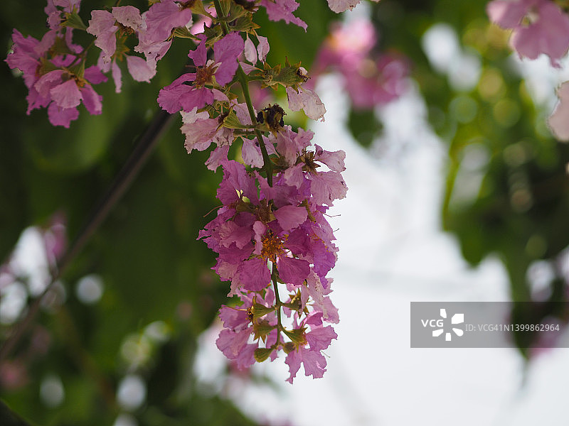 本格，紫薇在花园自然背景下的紫薇树图片素材