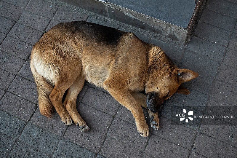 一只孤独的黑色口吻的棕色大狗躺在柏油路或人行道上。一只被遗弃的狗的肖像。一只无家可归、经过消毒和接种疫苗的狗睡在大街上。图片素材