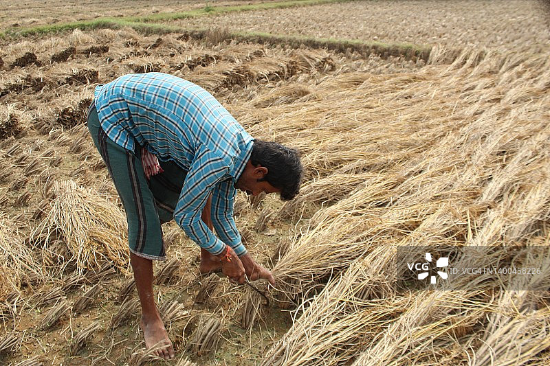 印度农村农民正在收割稻谷。图片素材