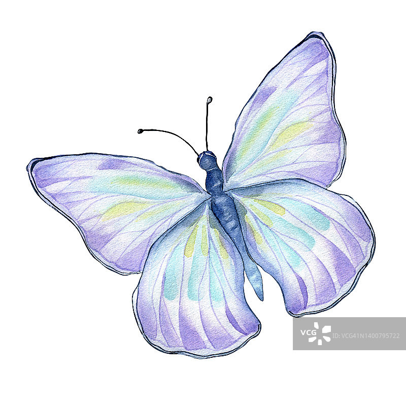 紫色草地蝴蝶水彩插图孤立在白色图片素材