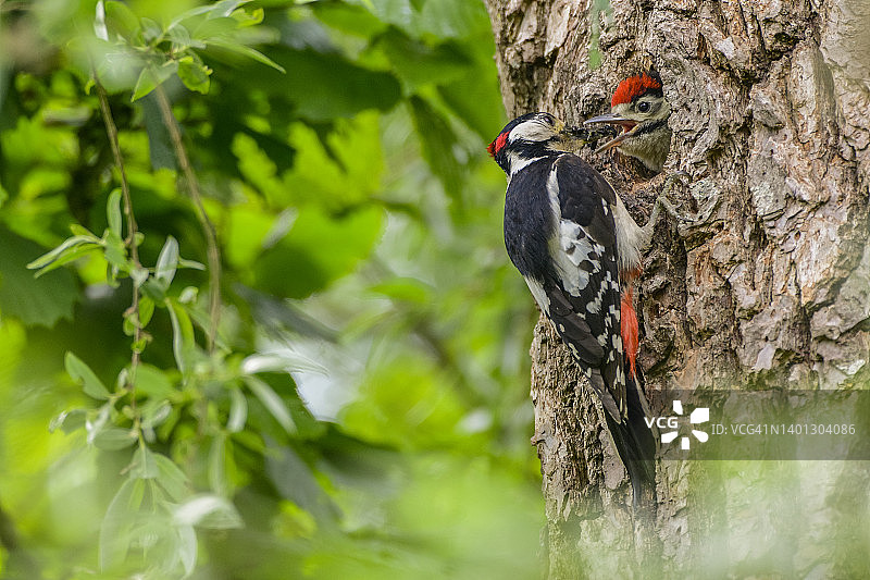 春天，伟大的斑点啄木鸟在树上的洞里喂养一只小鸡图片素材