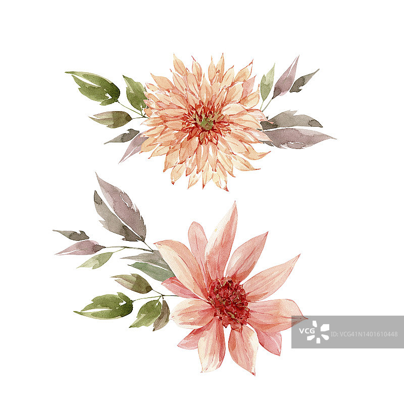 一套水彩插图粉红色的花在白色的背景。手绘设计和邀请。图片素材