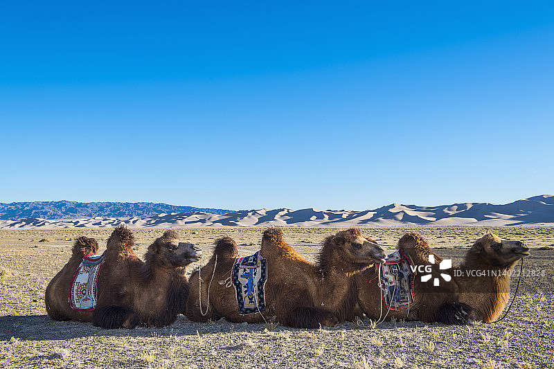骆驼在戈壁沙漠的大沙丘上图片素材