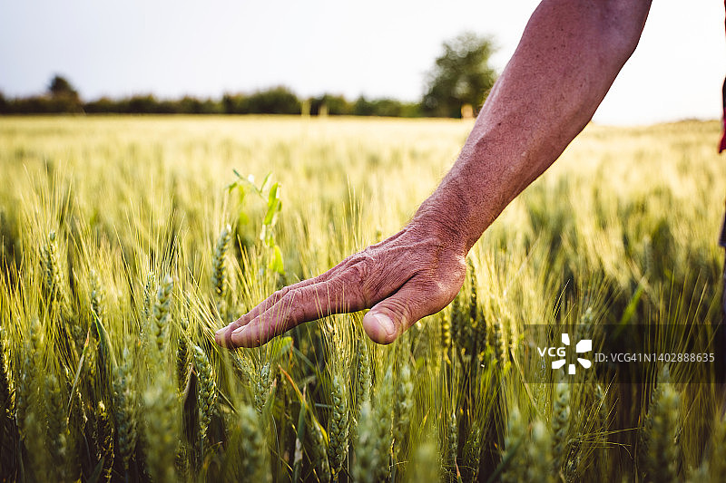 农民触摸绿色的小麦头，而走过田间-库存的照片图片素材