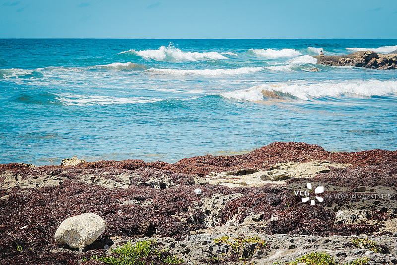 在墨西哥金塔纳罗奥的科巴海滩的加勒比景观。美丽的海与波浪，海岸与藻类图片素材