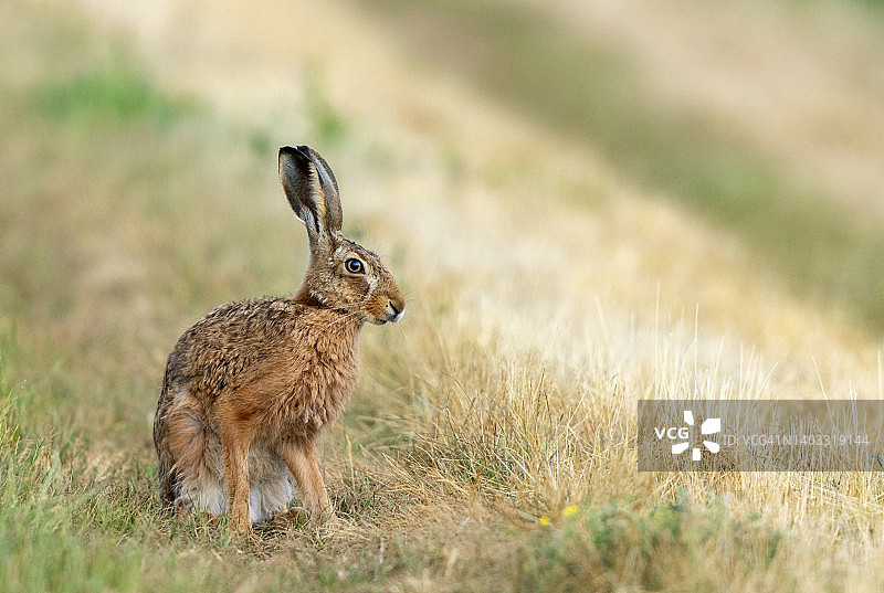 欧洲野兔图片素材