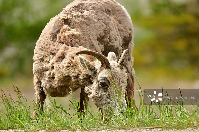 在加拿大吃草的野生雌性大角羊图片素材