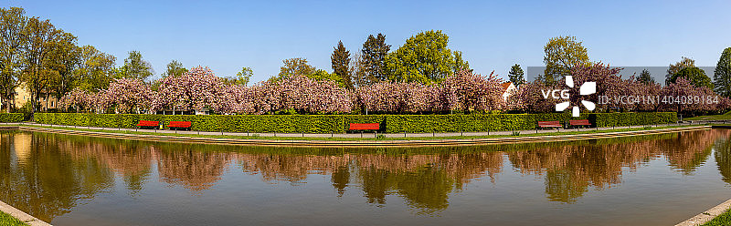 樱花树-柏林公共公园(德国)图片素材