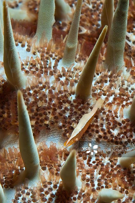 小海星伙伴虾(Zenopontonia soror)之间的海星刺，太平洋，菲律宾海，卡比劳，维萨亚斯，菲律宾图片素材