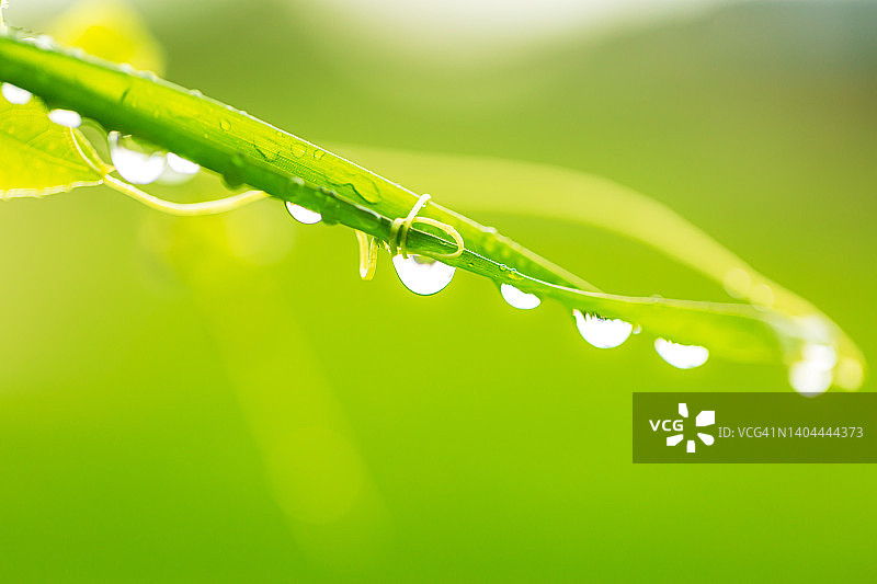 宏观的草地和水滴，宏观的拍摄水滴越过绿色的草叶，放松与水波纹水滴的概念图片素材