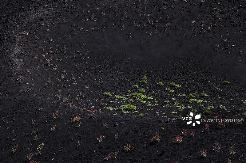 意大利西西里岛埃特纳火山火山口，一种西西里岛特有的植物，环绕着蒙蒂萨托利斯的环形小径图片素材