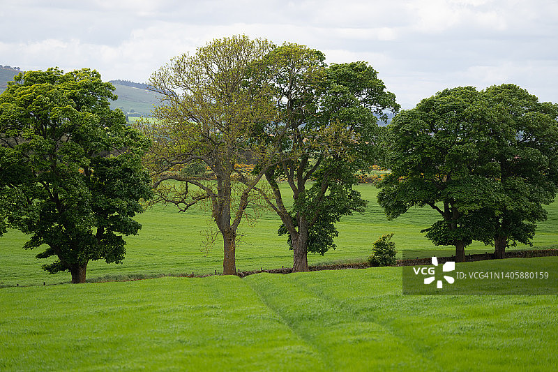 在苏格兰，树木排列在公路两旁图片素材