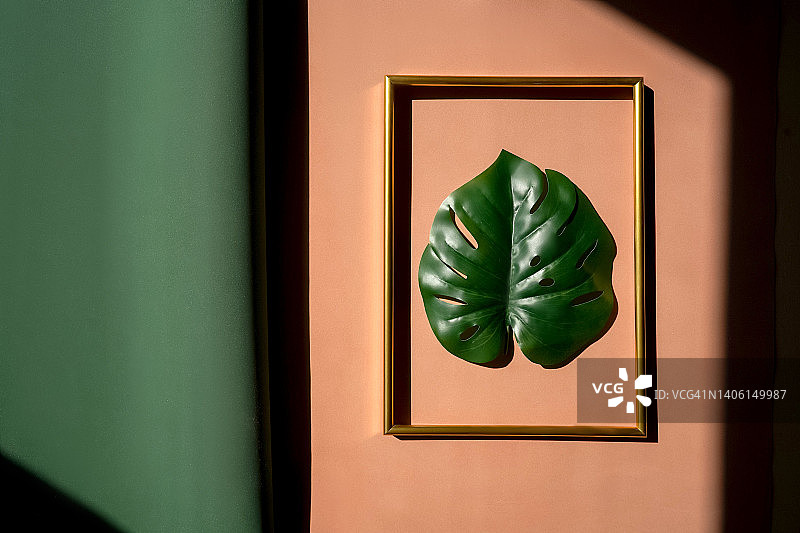 在米色背景上的框架绿色monstera叶子的特写。图片素材